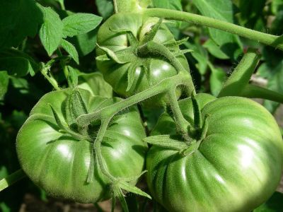Fried Green Tomatos