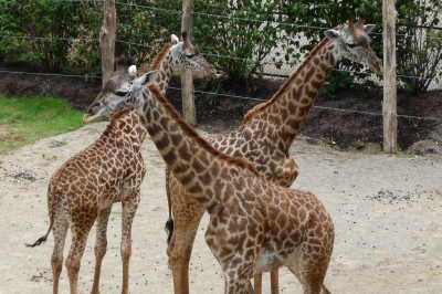 Giraffes at Cincinnati Zoo