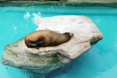 Sea Lion at Cincinnati Zoo