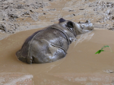 Rhino at Cincinnati Zoo