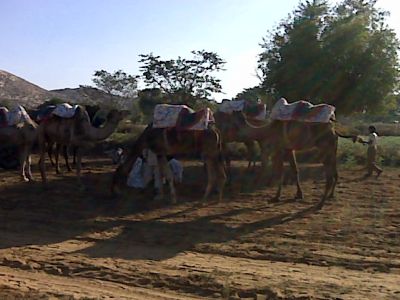 Riding camels to the village of Bairva