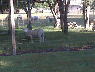 New Zealand Sheep