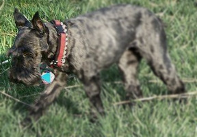 Best Schnauzer