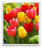 Spring Tulips Spring Tulips