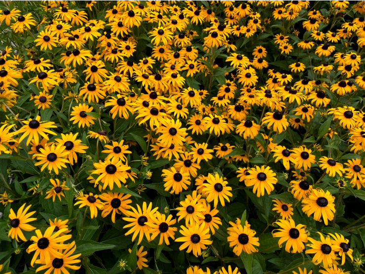 Photo of black-eyed Susans