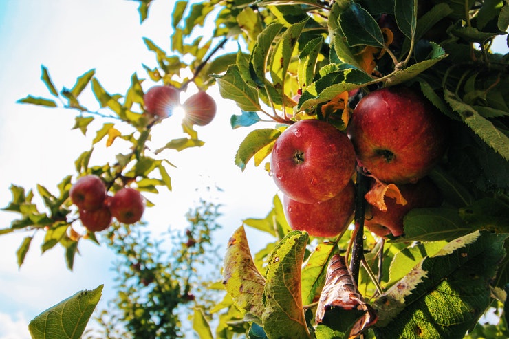 Photo of apple tree