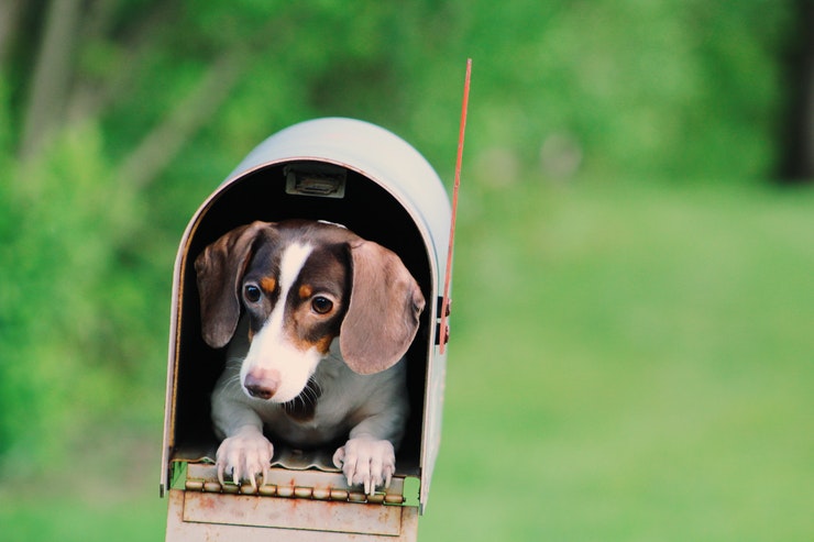 Cute photo of puppy in mailbox